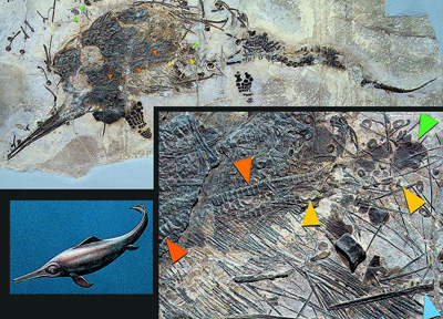 Mixosaurus cornalianus